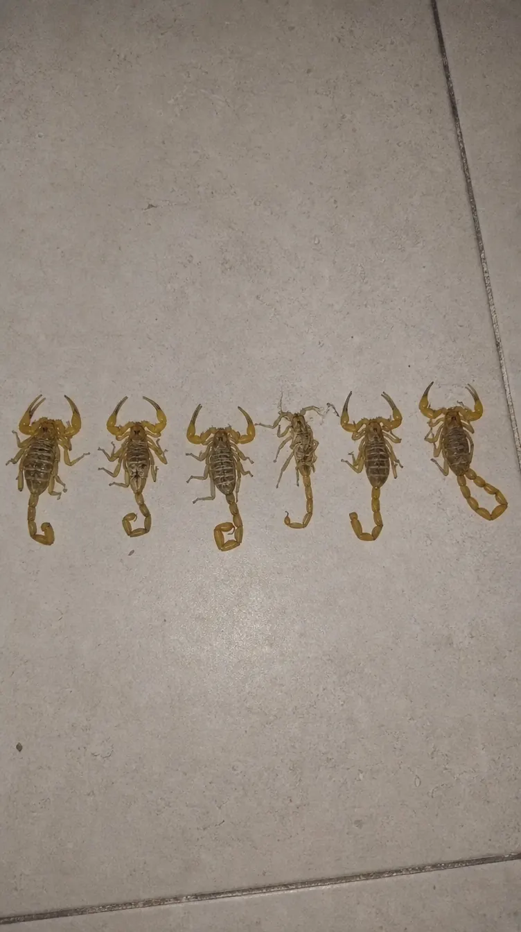 Teste de Infestação Ativa